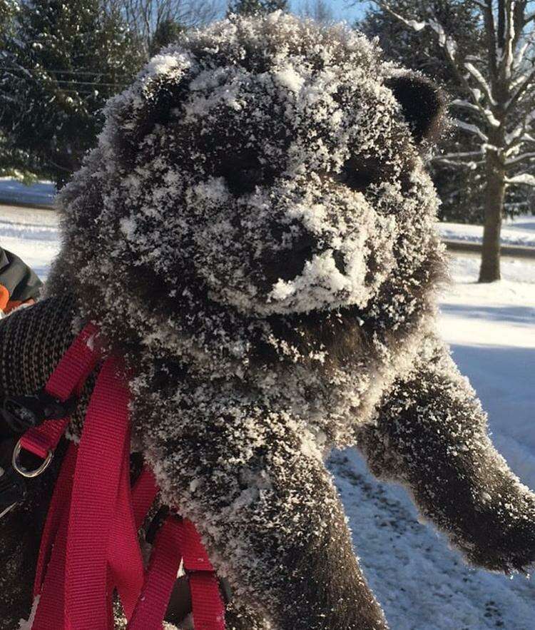 My new chow chow puppy experienced winter today