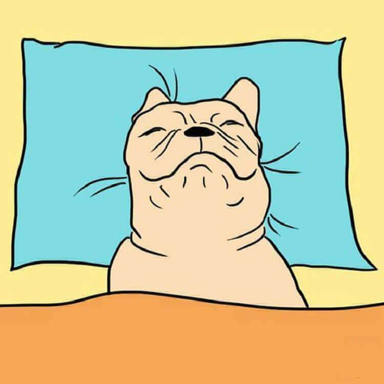 7 причин разрешить собаке спать в кровати
