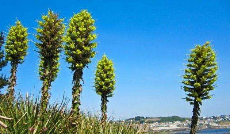 7 самых опасных растений мира