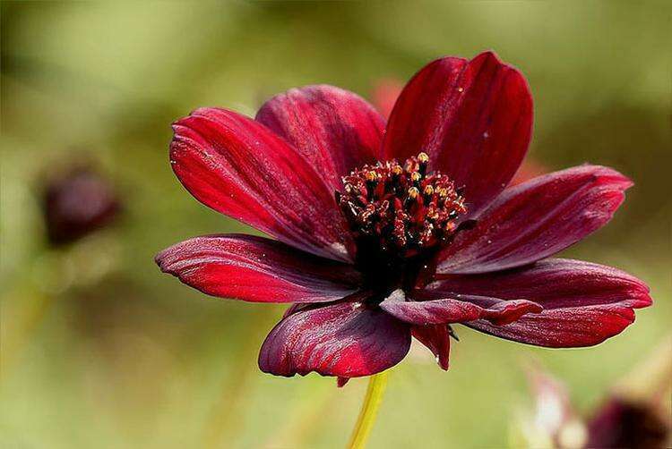 10 цветов, которые наполнят ваш сад неземными ароматами