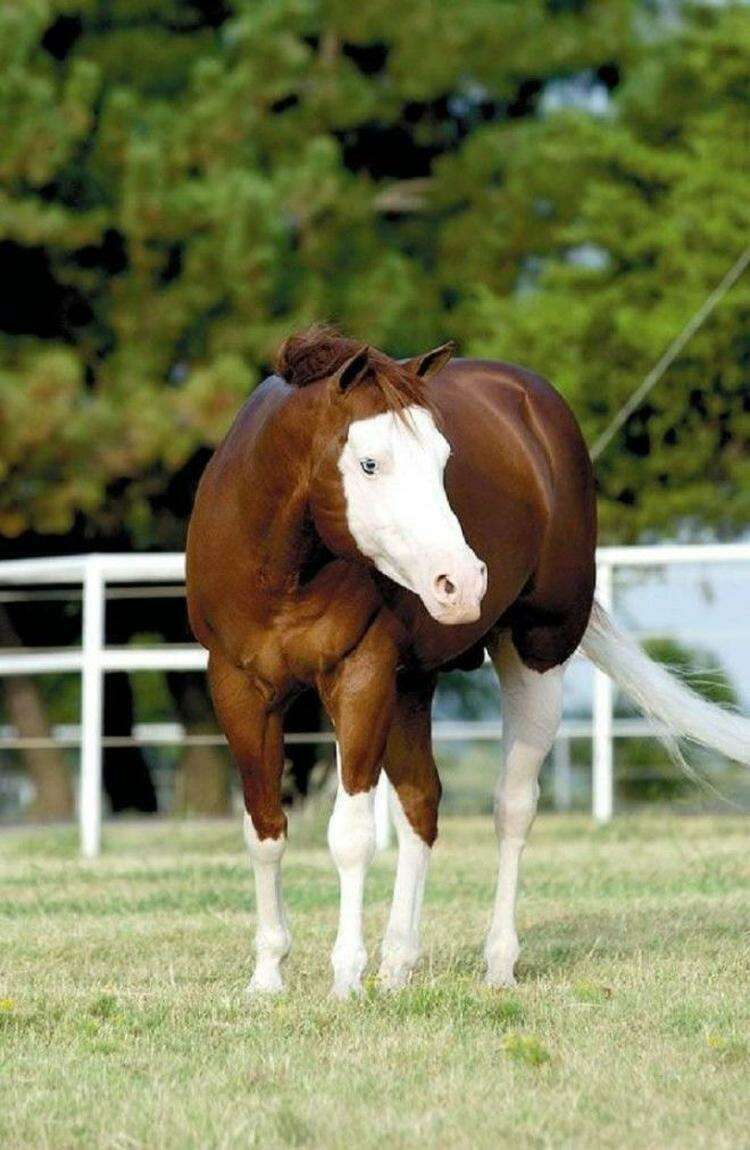 20 самых красивых лошадей в мире