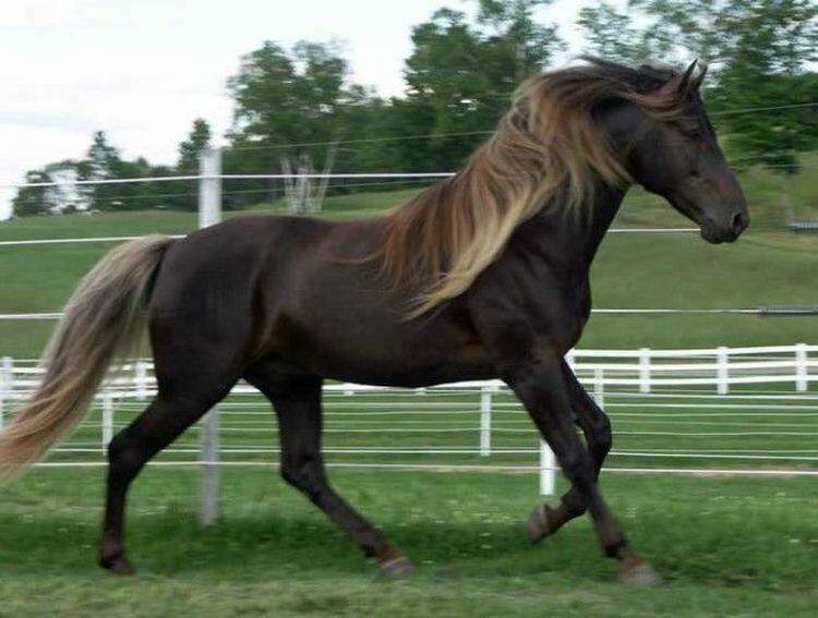 20 самых красивых лошадей в мире