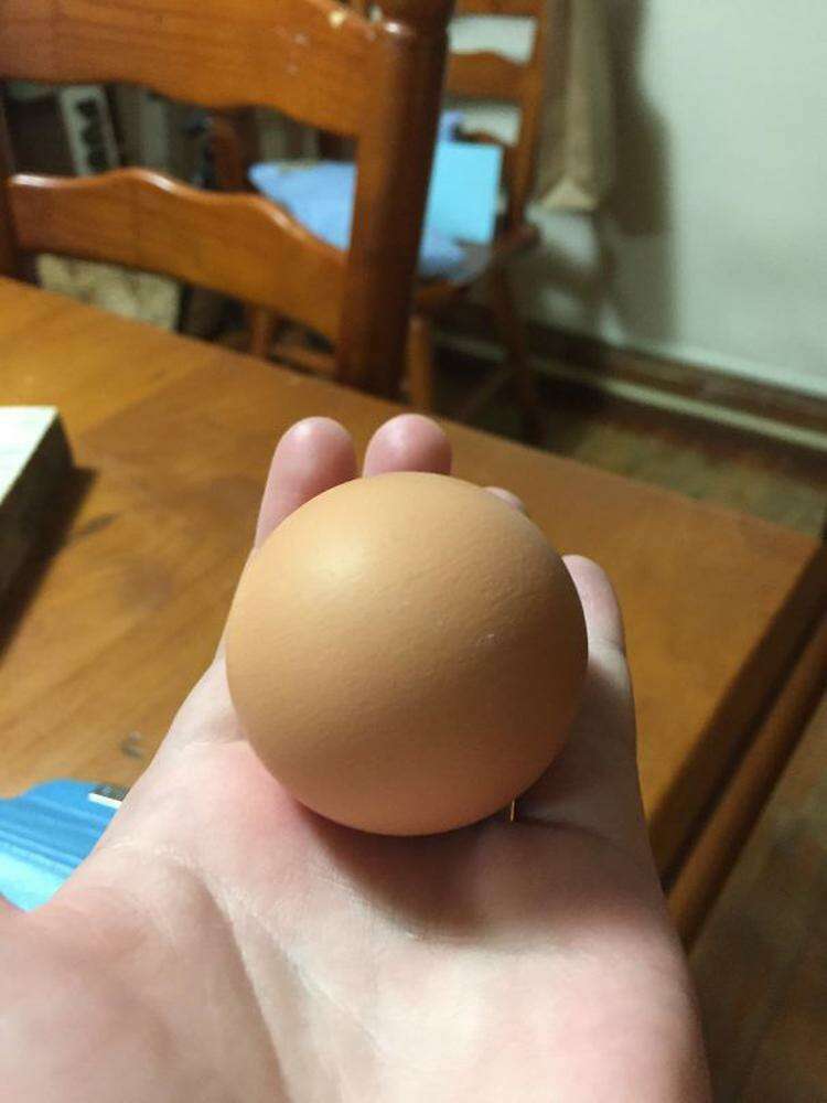 My Chicken Laid A Perfectly Round Egg A Few Months Ago