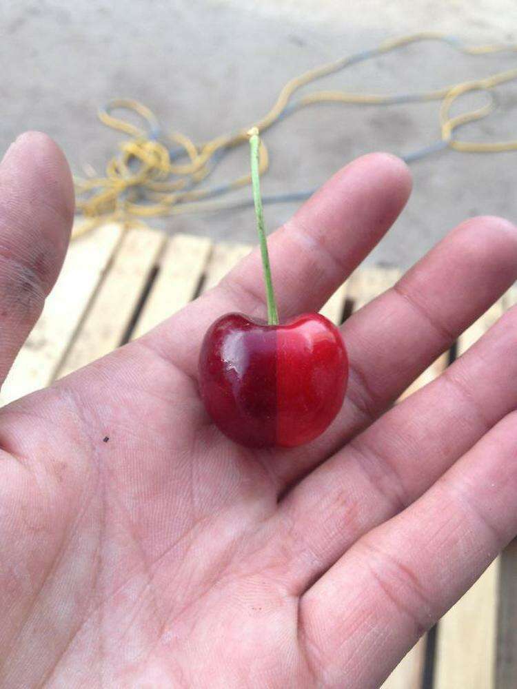 A Perfect Two Toned Cherry