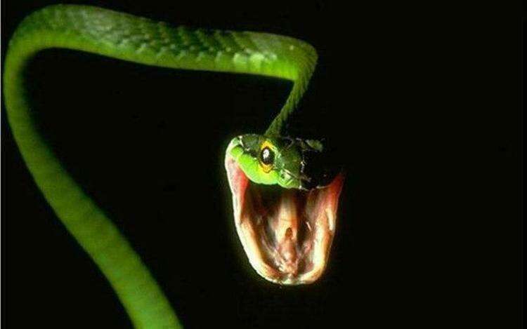 10 самых распространенных мифов о змеях