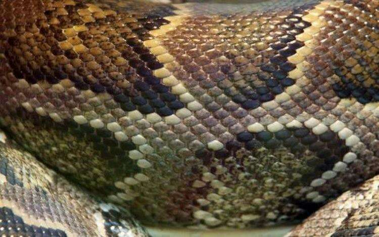 10 самых распространенных мифов о змеях