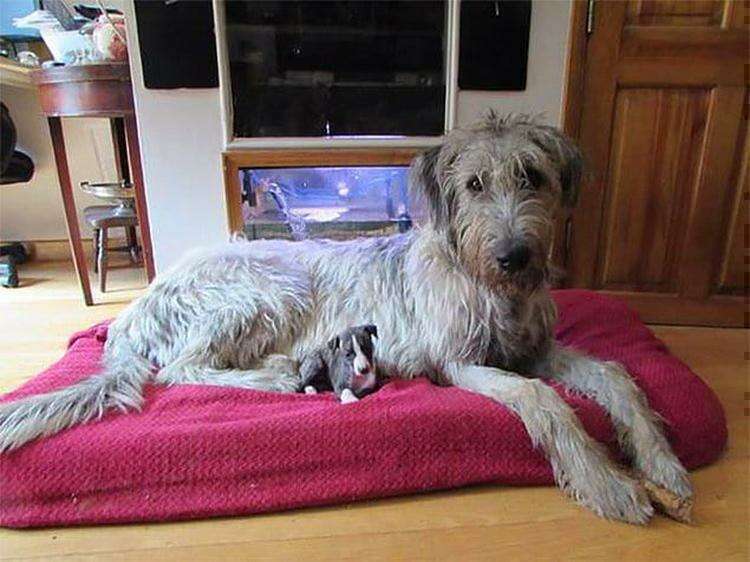 "Наш новый щенок породы Уиппет, сидящий со своим другом, щенком породы Ирландский волкодав".