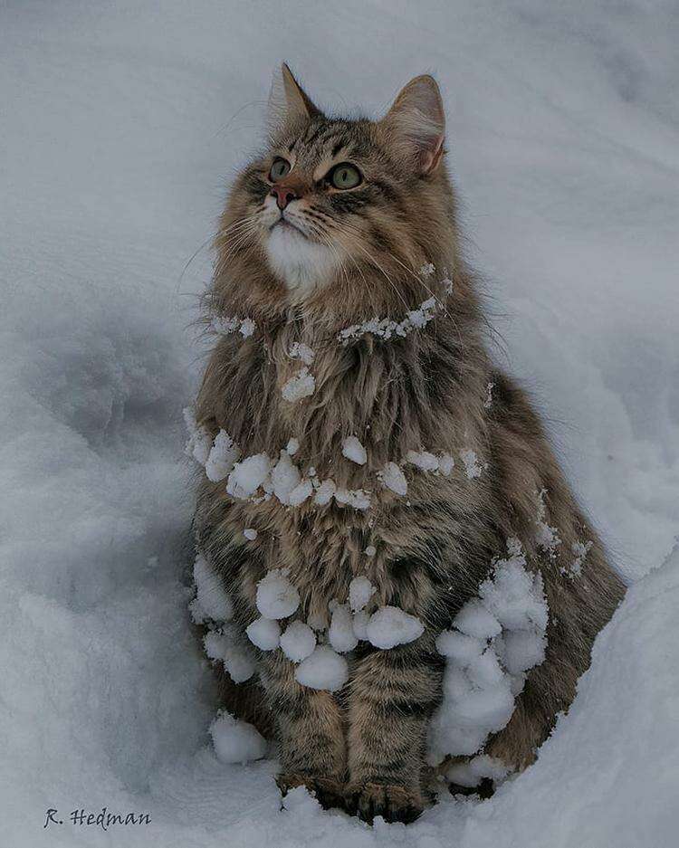 Подборка снимков невероятных сибирских котиков от финского фотографа