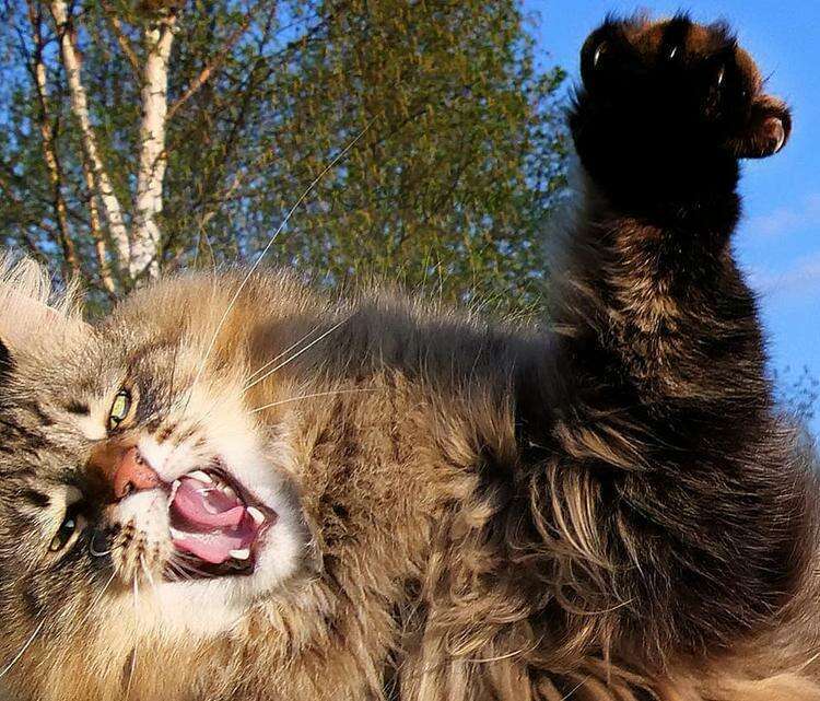 Подборка снимков невероятных сибирских котиков от финского фотографа