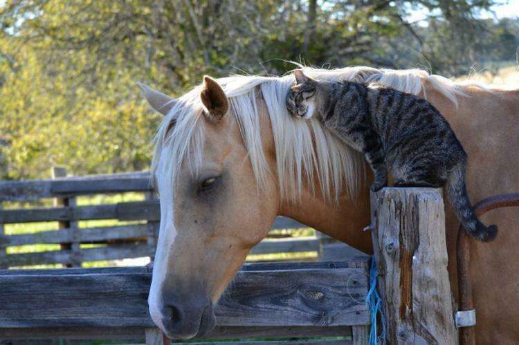Удивительные примеры необычной дружбы среди животных