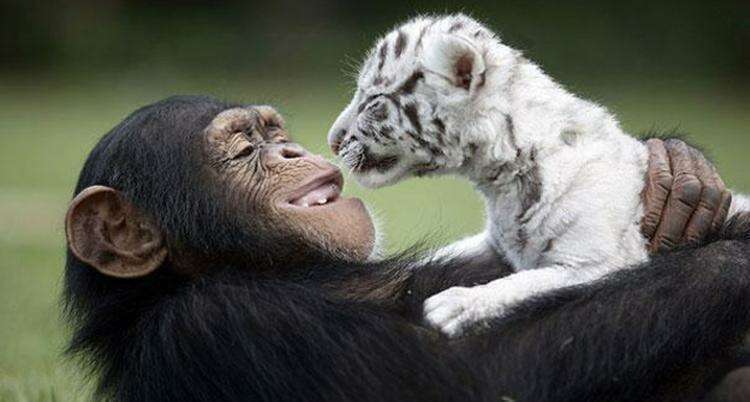 Удивительные примеры необычной дружбы среди животных