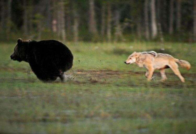 Необычная дружба волчицы и медведя в фотографиях финского фотографа