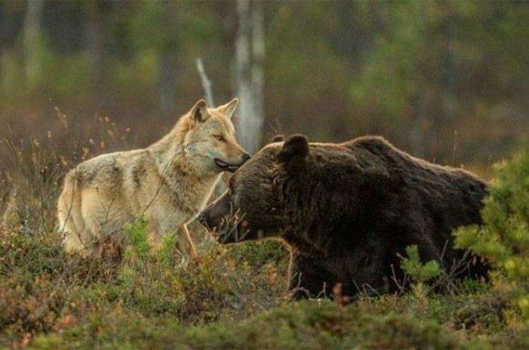 Необычная дружба волчицы и медведя в фотографиях финского фотографа