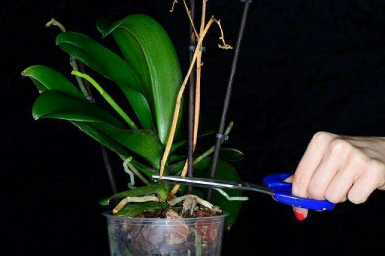 Что делать со стрелкой орхидеи, которая отцвела?