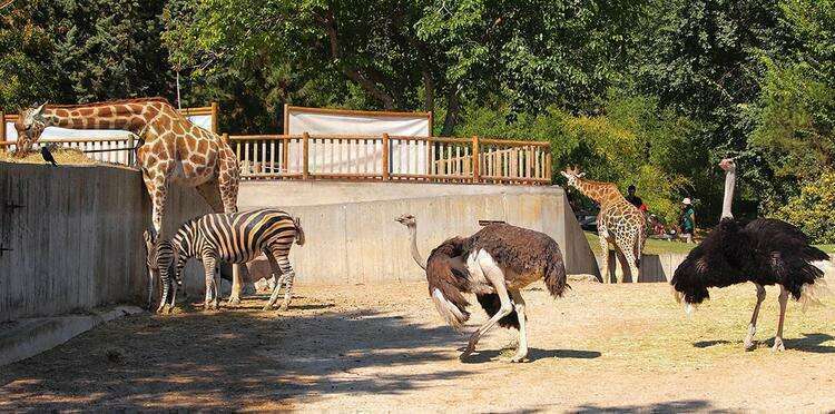 Мадридский зоопарк