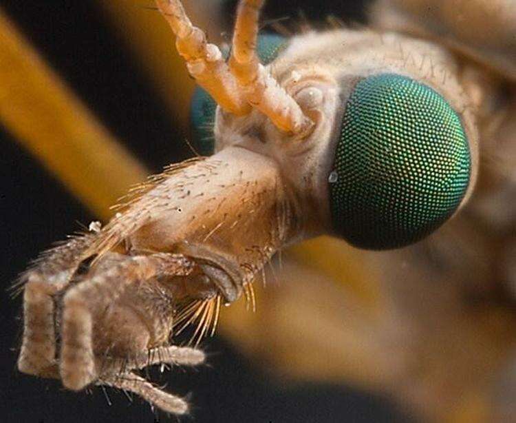 25 портретов фантастических насекомых нашей планеты