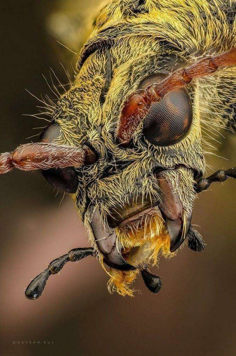 Morimus asper - вид жука в семействе Cerambycidae