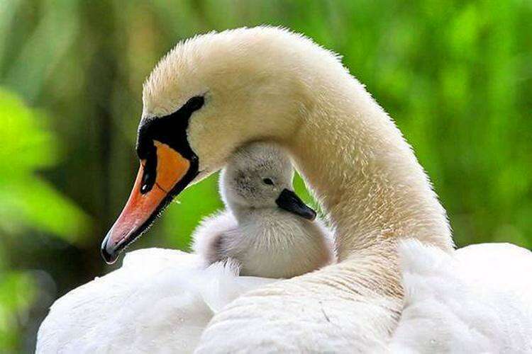 Мамы всегда будут мамами. Причем не важно, человеческая ты мать или мама животного