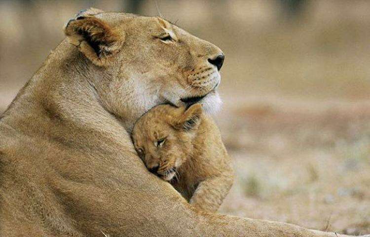 Мамы всегда будут мамами. Причем не важно, человеческая ты мать или мама животного