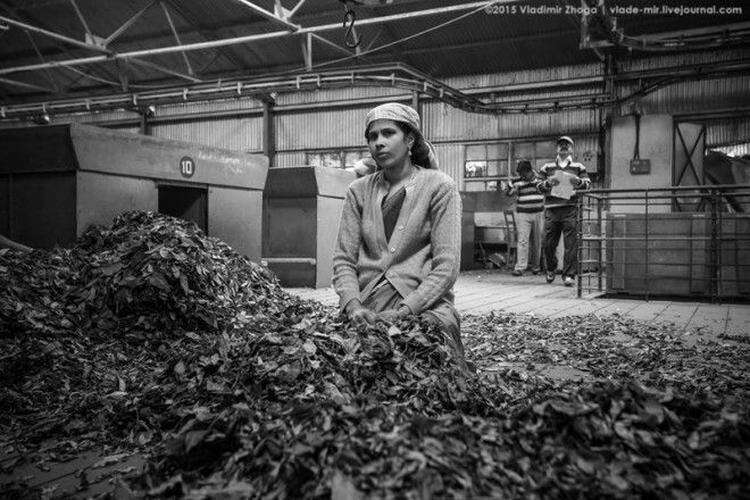 Экскурсия на завод чая в Индии