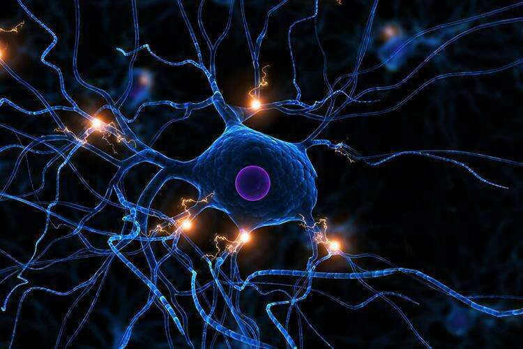 Нервные клетки восстанавливаются: Как запустить производство новых нейронов