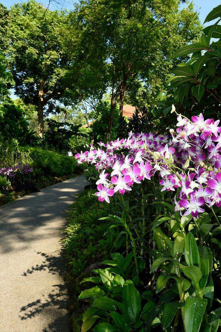 Достопримечательности Сингапура: Национальный сад орхидей